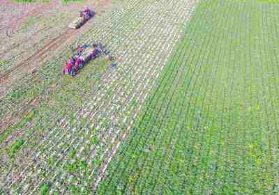 萝卜最佳种植季节,现在种植水果萝卜的方法