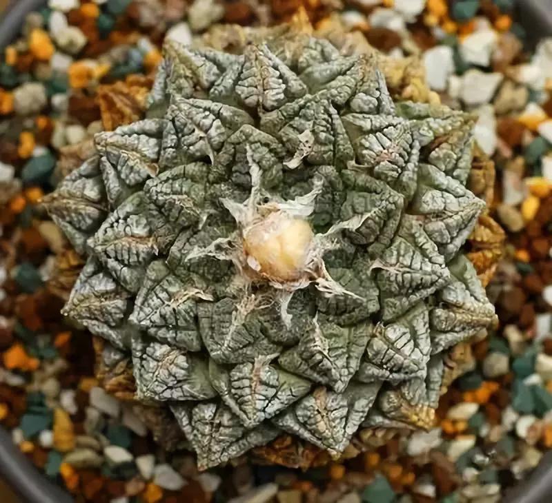 十大天价植物种子,十大顶级名贵植物