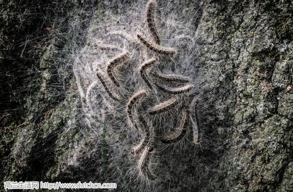 全球十大毒毛虫,毒毛虫的刺引起全身过敏