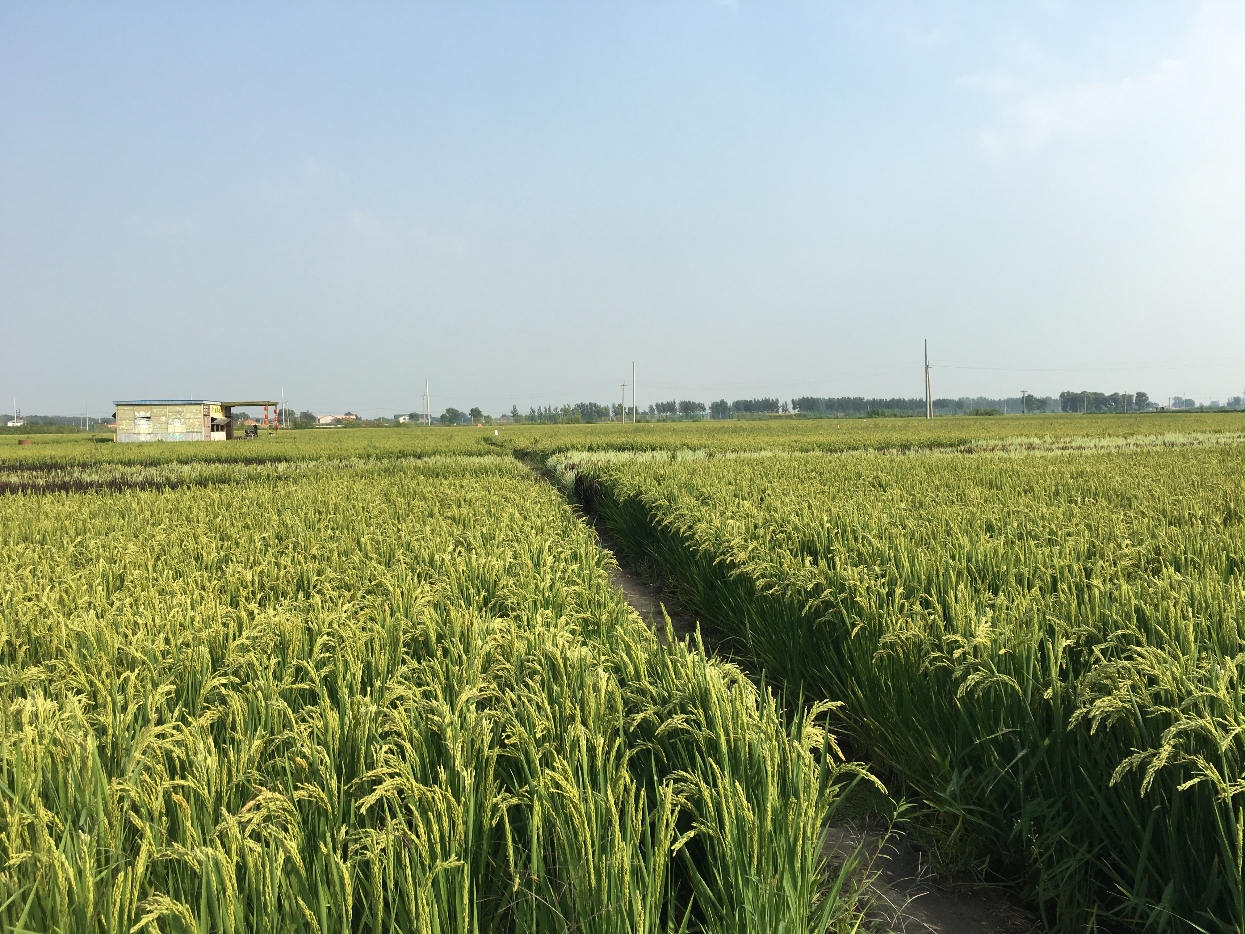 沈阳稻梦空间景区旅游攻略,沈北稻梦空间旅游攻略