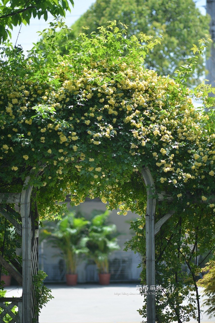 爬藤植物怎么牵引造型,爬藤植物是怎么爬藤的