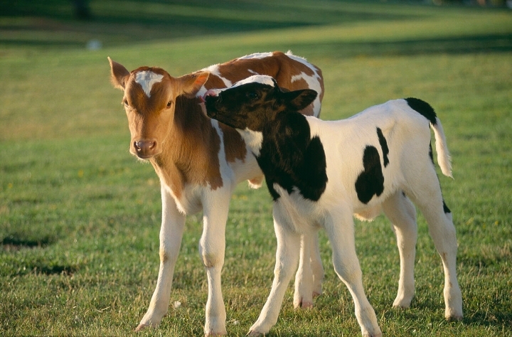 小牛肺炎有什么特效药,小牛肺炎的治疗方法
