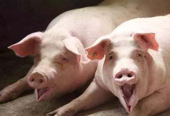 猪常见病用药大全,夏季猪的常见疾病及预防措施