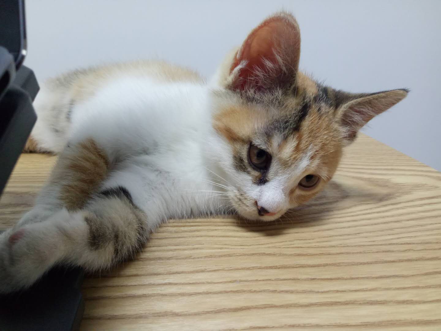 带猫搬家真的有用吗,铲屎官如何应对猫咪的应激反应