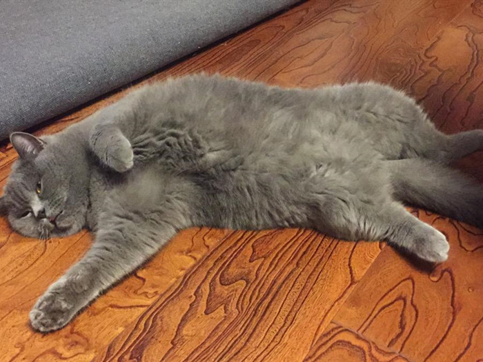 家里养猫的味道大还是狗的味道大,家里养猫太脏大便太臭