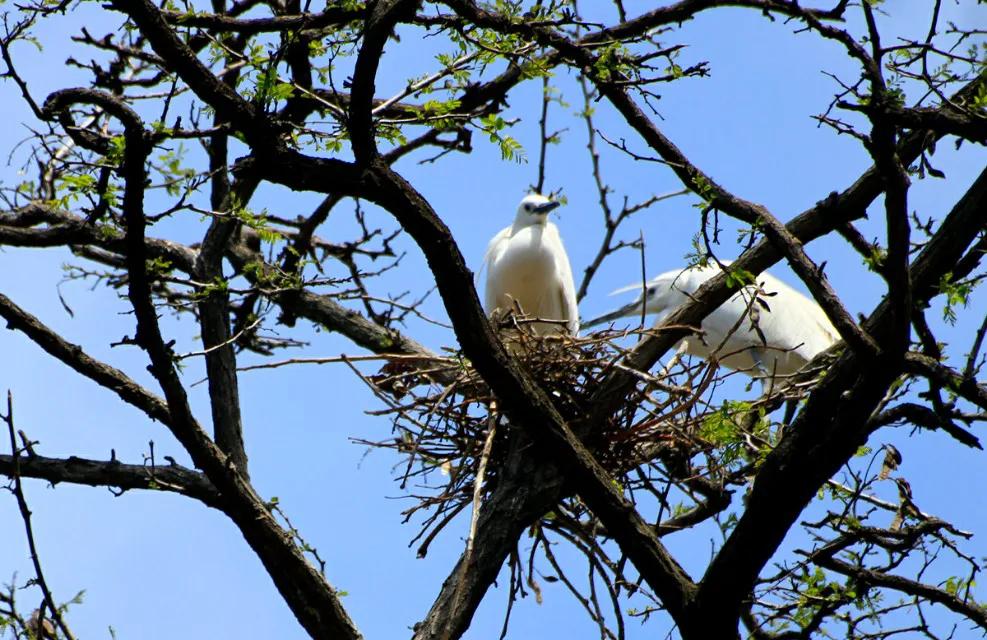 曹县魏湾镇各村姓氏分布,曹县魏湾地名