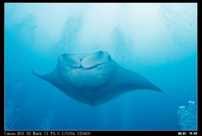 巨鲸轰炸机,鳐鱼战斗机