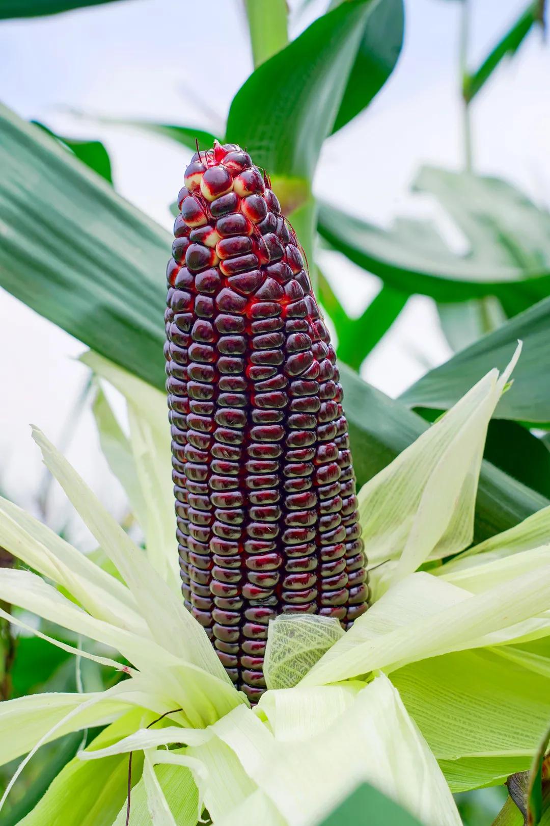 高甜来袭浙农林,高甜来袭国产