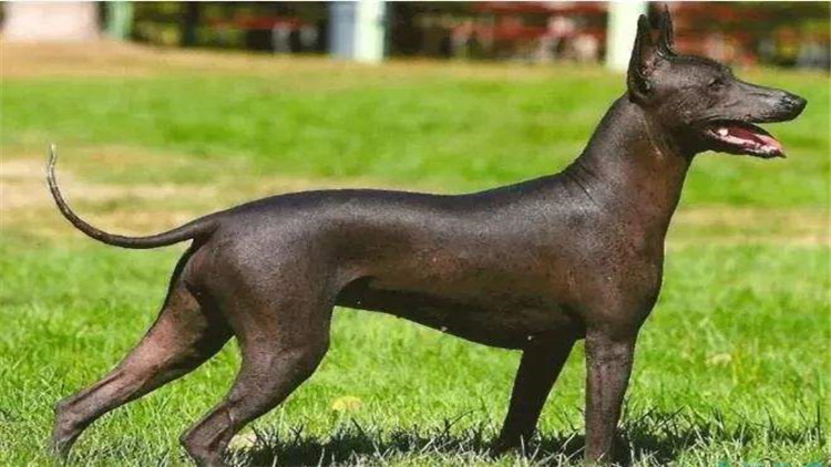 狗鼻子颜色是棕色的好吗,狗的鼻子的颜色有什么讲究吗