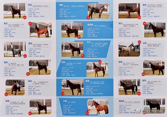 欧洲“白龙马”“啸天犬”亮相军运会，它们在中国待遇有多好？