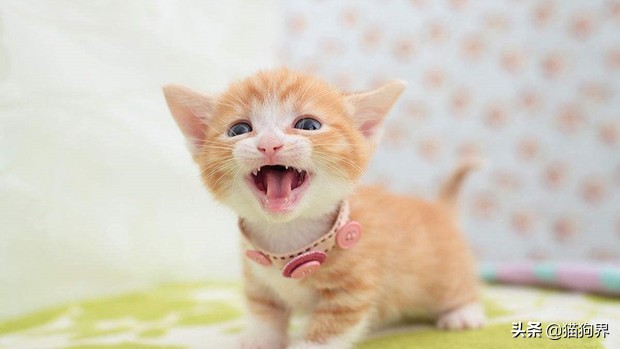 养猫咪新手入门必知猫的敏感点,新手养猫各阶段猫咪该如何喂养