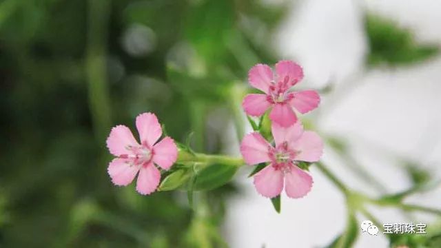 初美优选樊莉莉:相思红豆