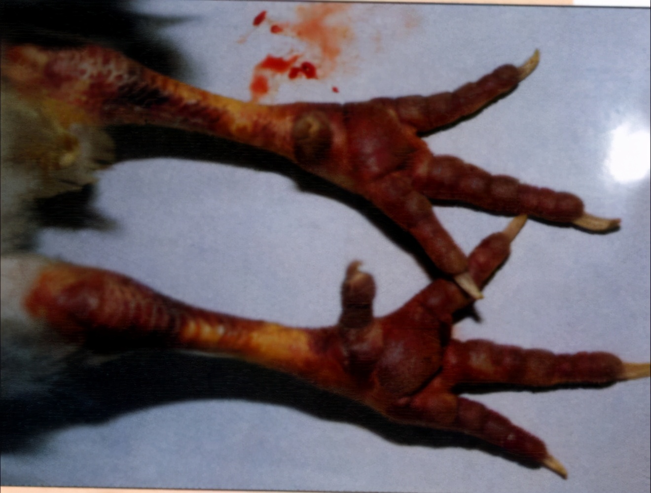 鸡滑膜炎最好的治疗方法,鸡的脚瘸什么病