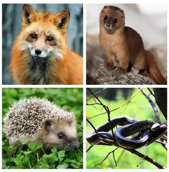 北京的黄鼠狼,北京市区黄鼠狼