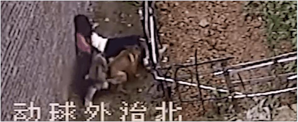 河北保定女童被2恶犬咬死，教你遇到恶犬咬人如何自救和救人