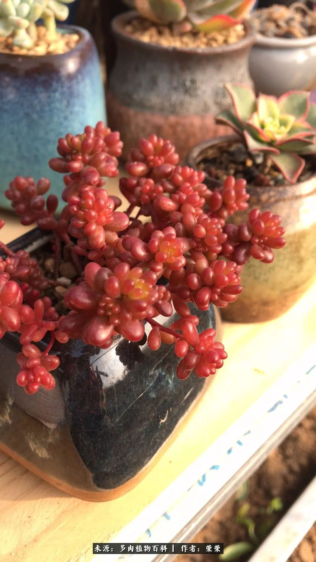 我在包邮区养肉，附多肉越冬度夏养护建议！
