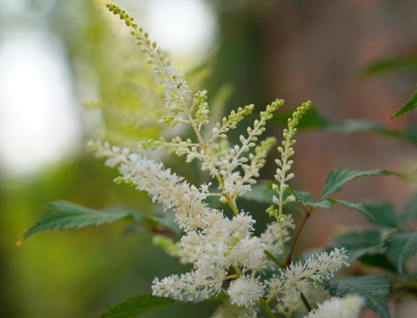 落新妇耐寒程度,拯救花园植物
