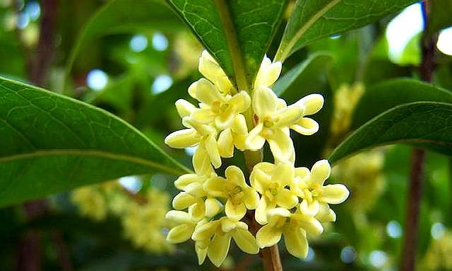 桂花怎么养才能开花不断,养桂花注意事项