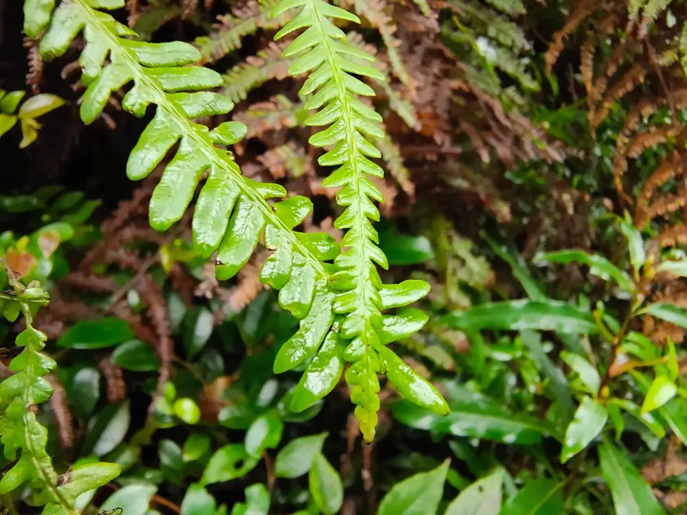 vivonex3和vivonex3s,vivonex3和vivonex3s区别