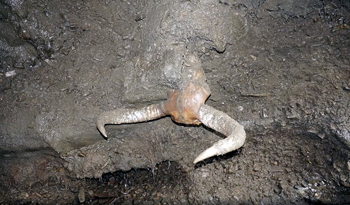 史前猛犸象遗骨,挖掘猛犸象骸骨