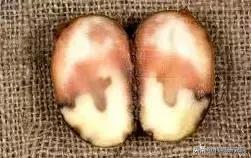 马铃薯黑胫病病害及防治方法,马铃薯常见病害有哪些