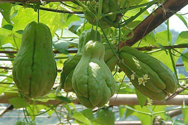 佛手瓜的根部叶片发黄是怎么回事,佛手瓜果实发黄怎么办