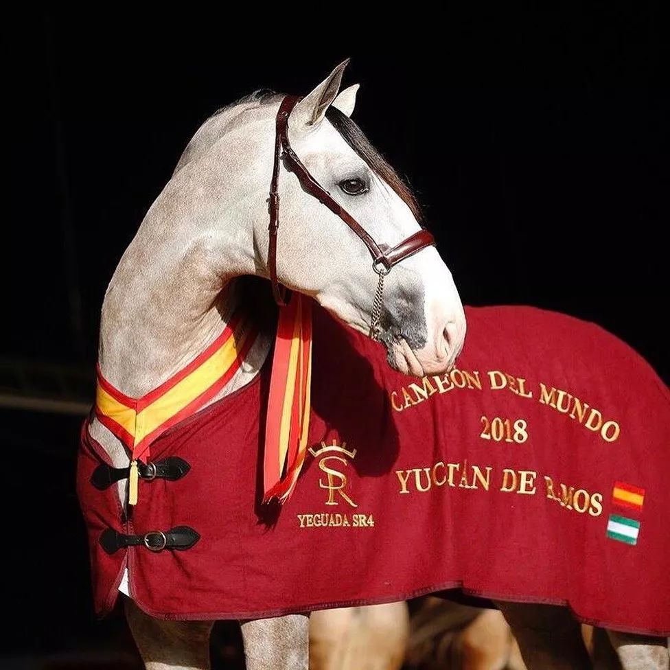 先定个小目标，当个主席试试！