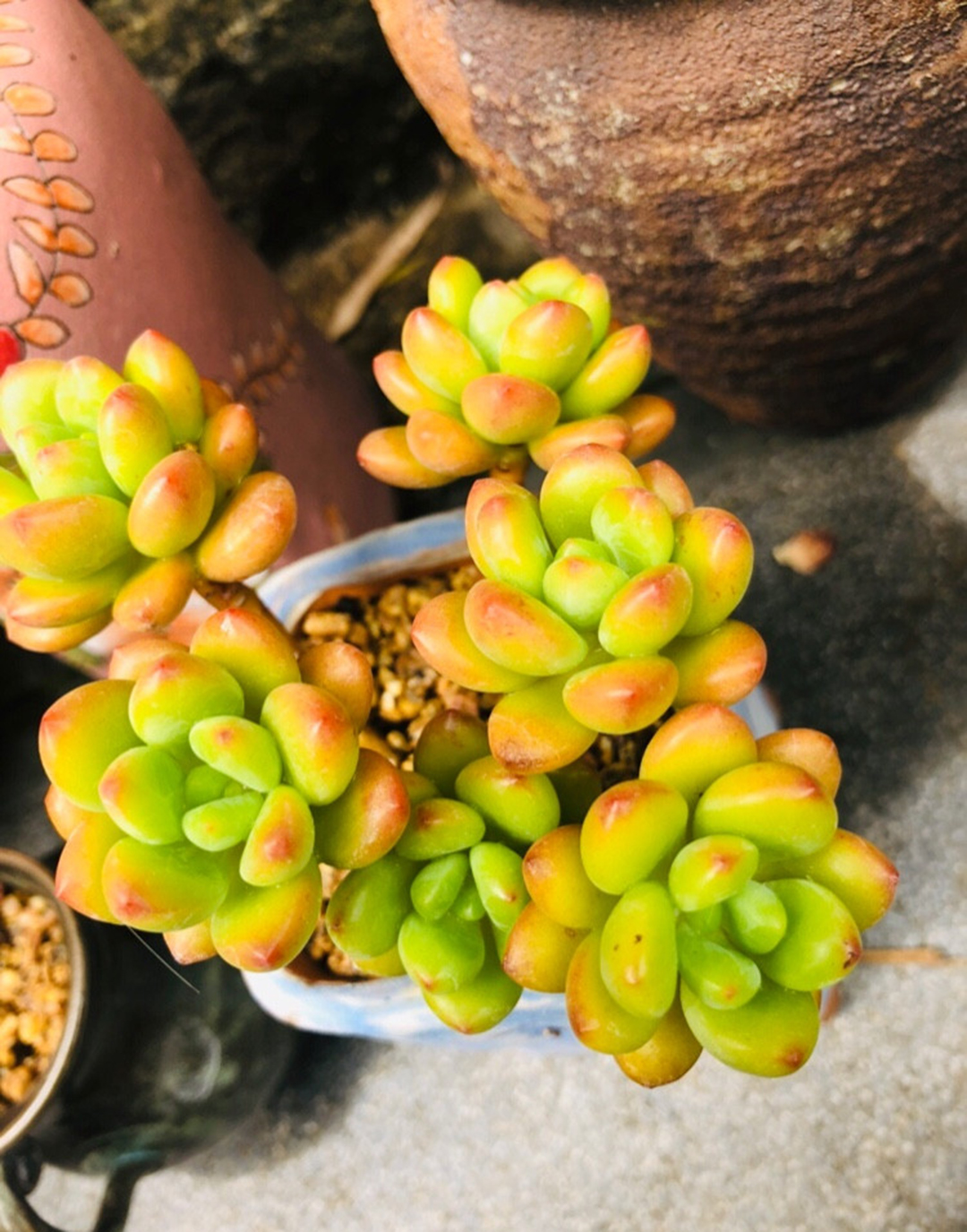 如何预防多肉夏季病虫害,多肉植物的常见病虫害及治愈方法