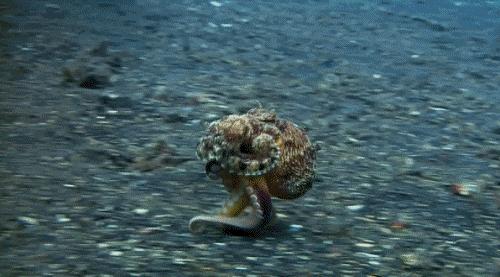 章鱼为什么会被称为外星动物,章鱼果真是外星生物吗