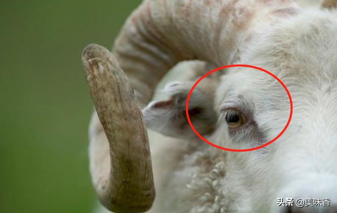 羊流鼻涕眼屎多的原因,羊眼屎多