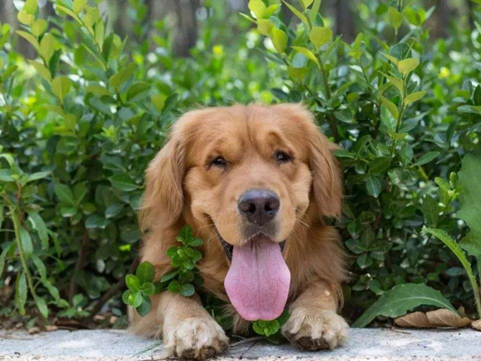 狗狗轻微中暑的正确处理方法,夏天狗狗中暑最快解决方法