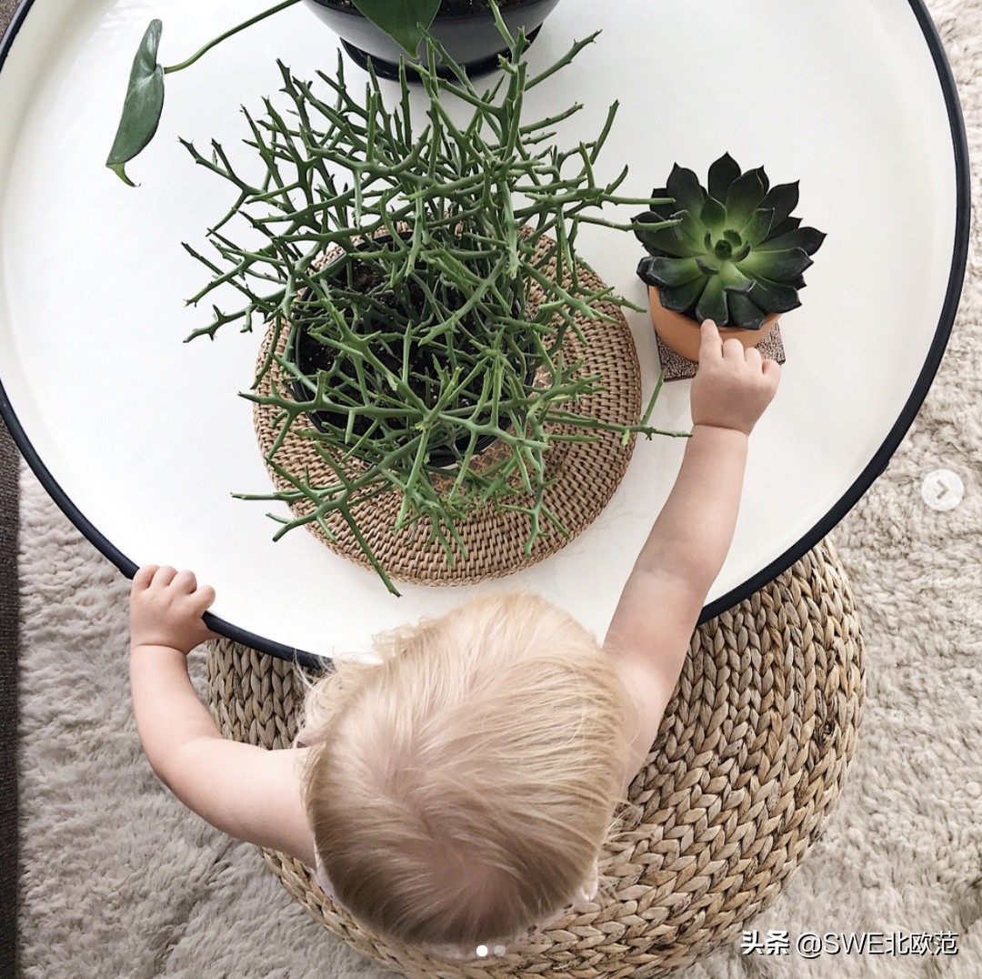 好养的北欧风大型绿植 (12款北欧风格绿植轻松打造ins风)
