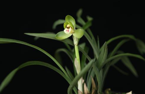 贵的兰花和便宜的兰花有什么区别,市面上的兰花和昂贵的兰花区别