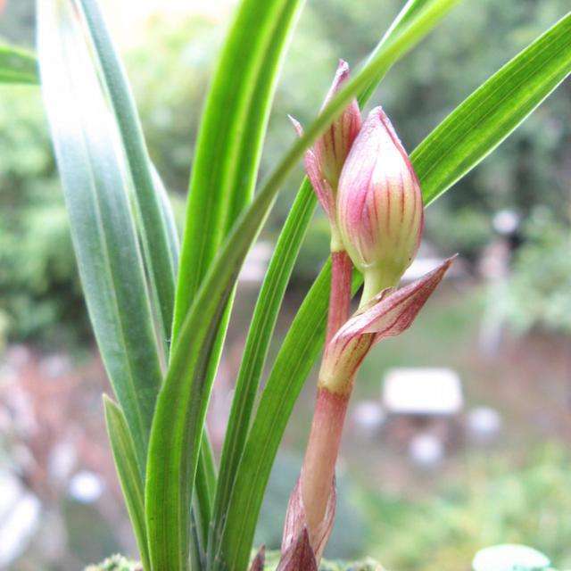 倡导低碳生活获奖教案,低碳生活优质课教案