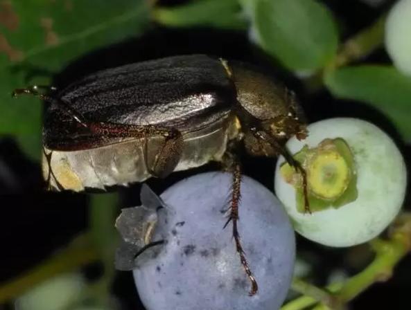 蓝莓病虫害防治视频教学,蓝莓常见虫害及防治知识回答