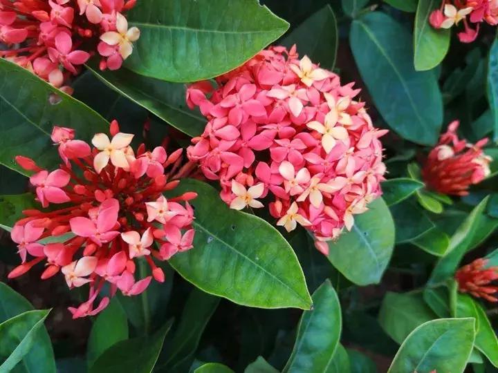 五月份被公认阳台最好养的10种花,喜阴耐旱适合室内养的50种花