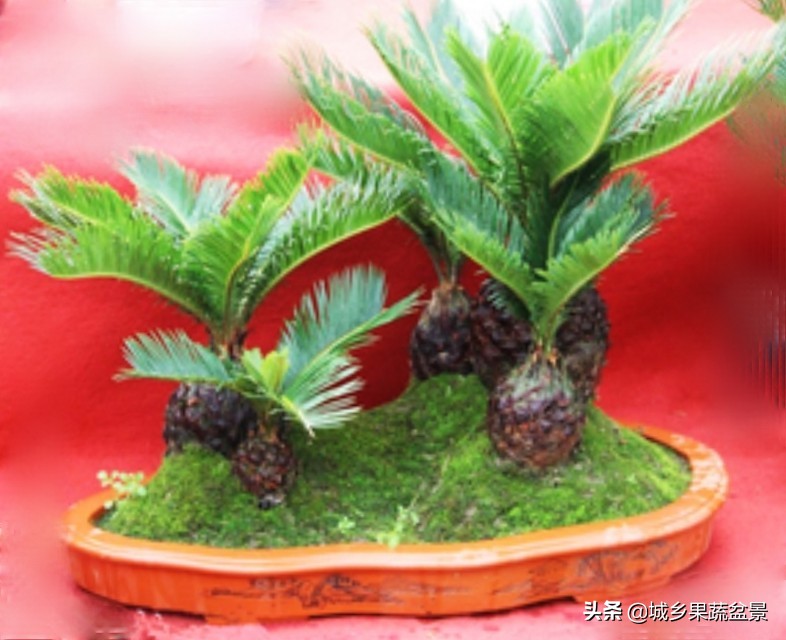 铁树盆景养殖技巧,铁树盆景制作全过程