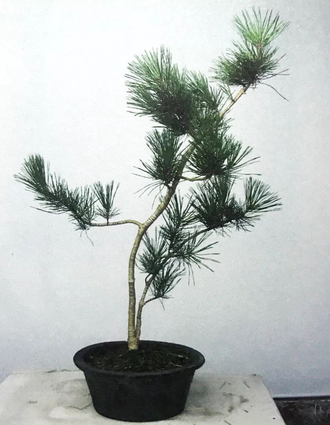 十年之前,它只是一棵黑松枝条;十年之后,作者开价十二万!