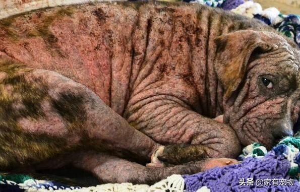 这只没毛的狗“太丑了”，不能领养，但事情有了好转！