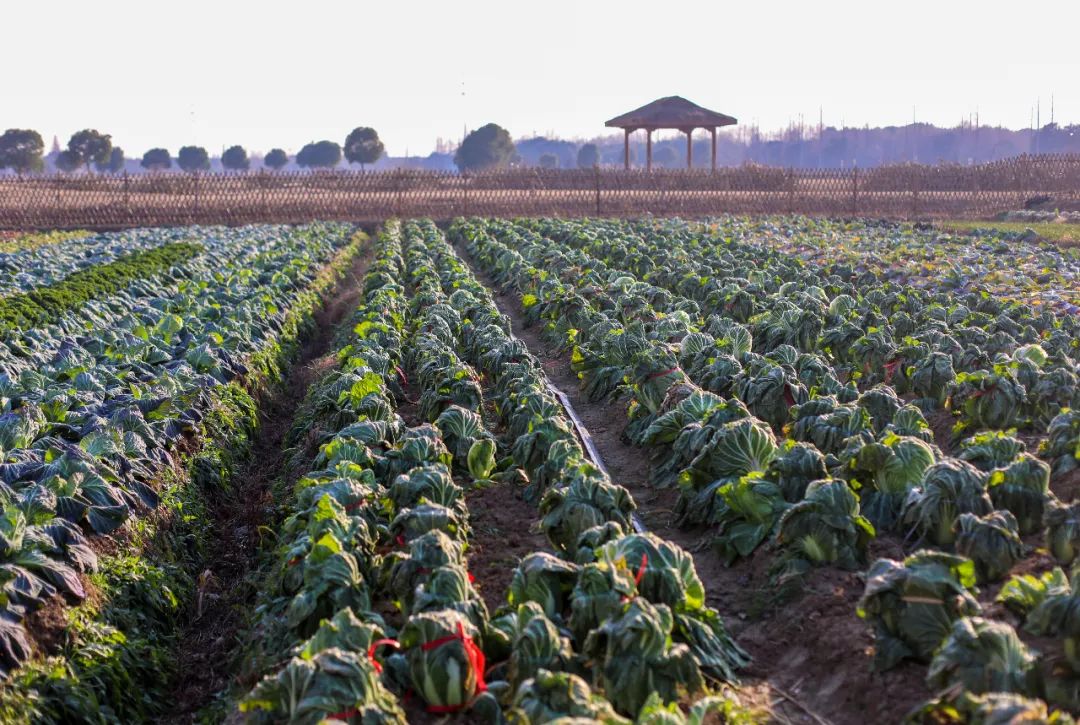 苏州乡村酒席菜品,苏州江南水乡美食价格