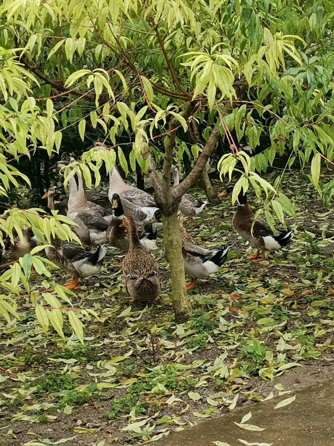 多彩贵州美丽的黔南都匀,美丽贵州都匀市