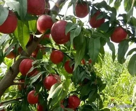 「古陉农事」上品油桃防口厚道