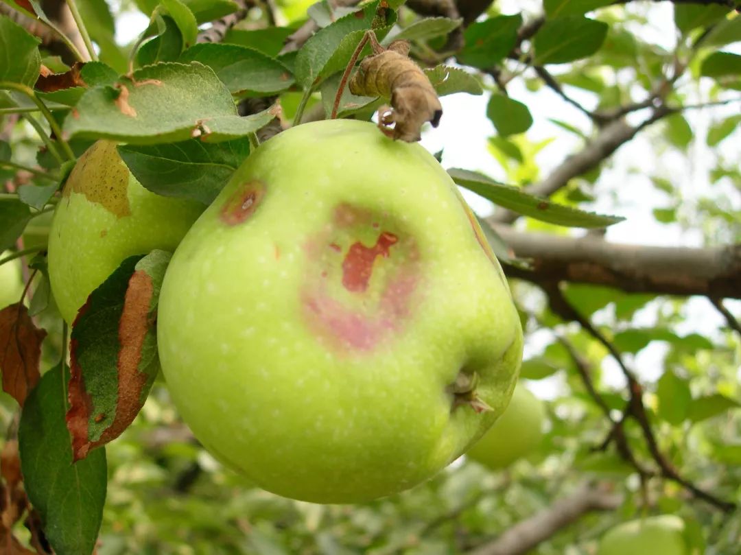 苹果缩果病防治方法,苹果缩果病怎么治疗最好