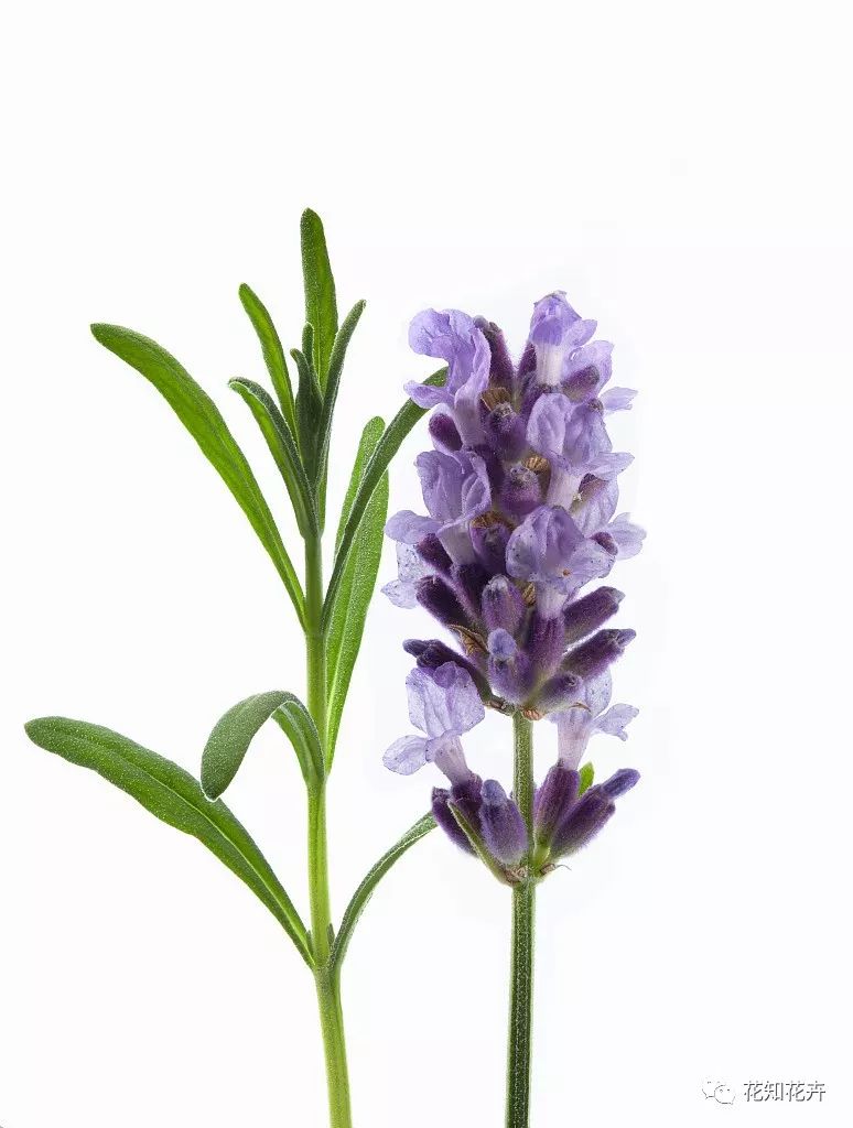 衣草精油真假辨别方法视频,薰衣草真假辨别图解大全