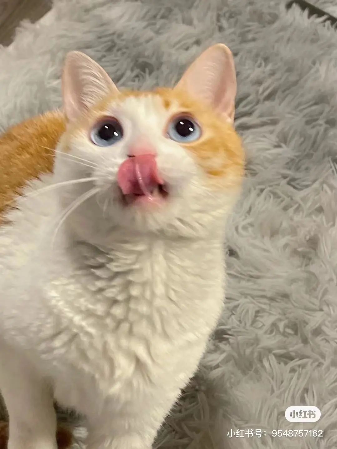 金发碧眼双眼皮！这猫我说一句“橘中最美”不过份吧？