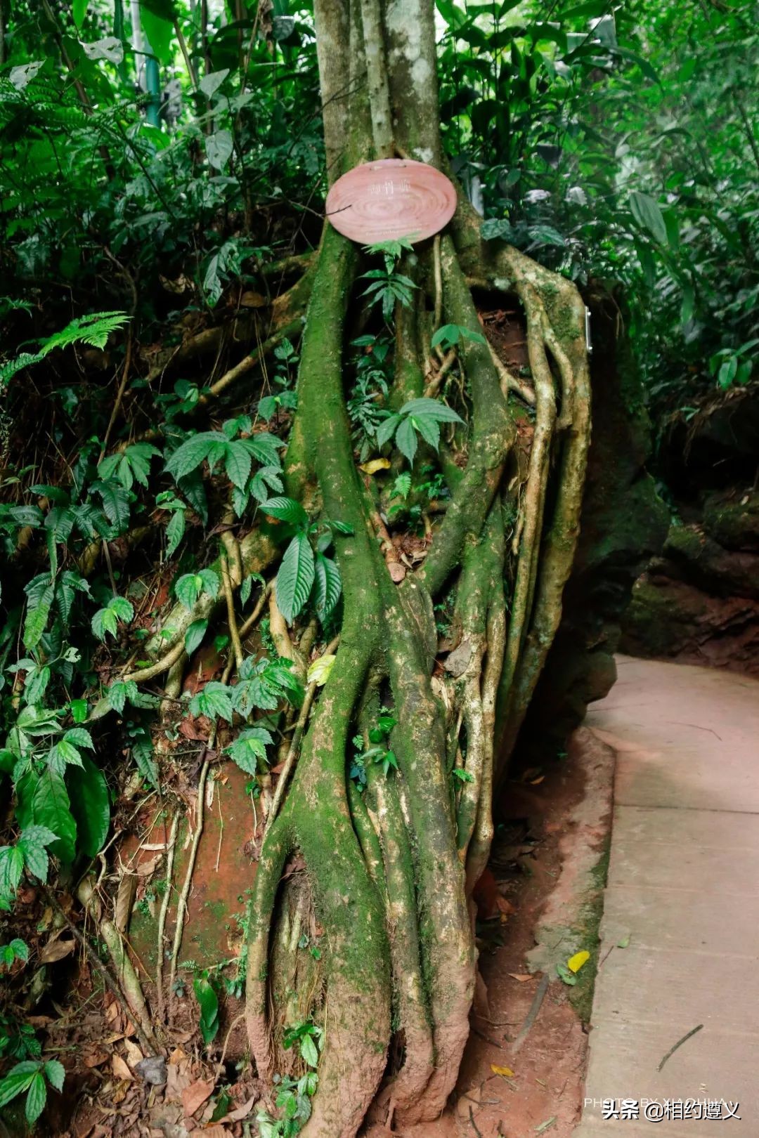 赤水大瀑布 侏罗纪公园 (贵州赤水侏罗纪公园攻略)