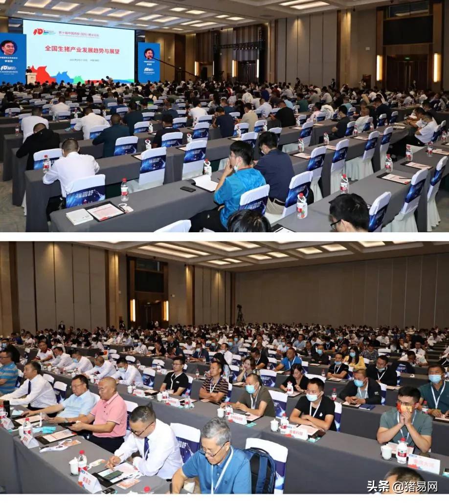 猪业发展趋势图,猪行业发展视频