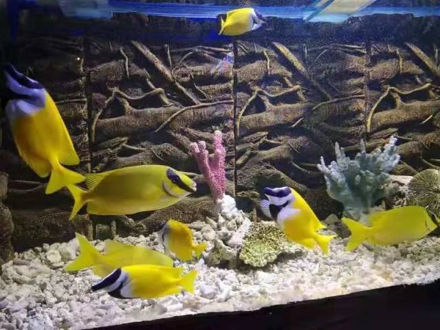 白鹿仓欢迎大家来白鹿仓观看直播,白鹿仓冰雪海洋旅游