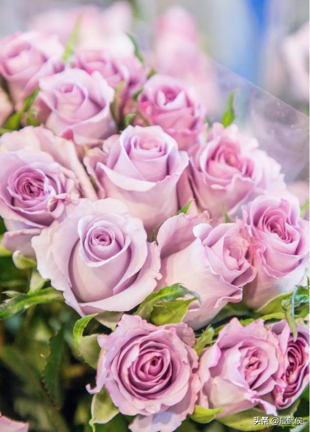 超便宜！成都铁轨下的花市5元买回一个春天！