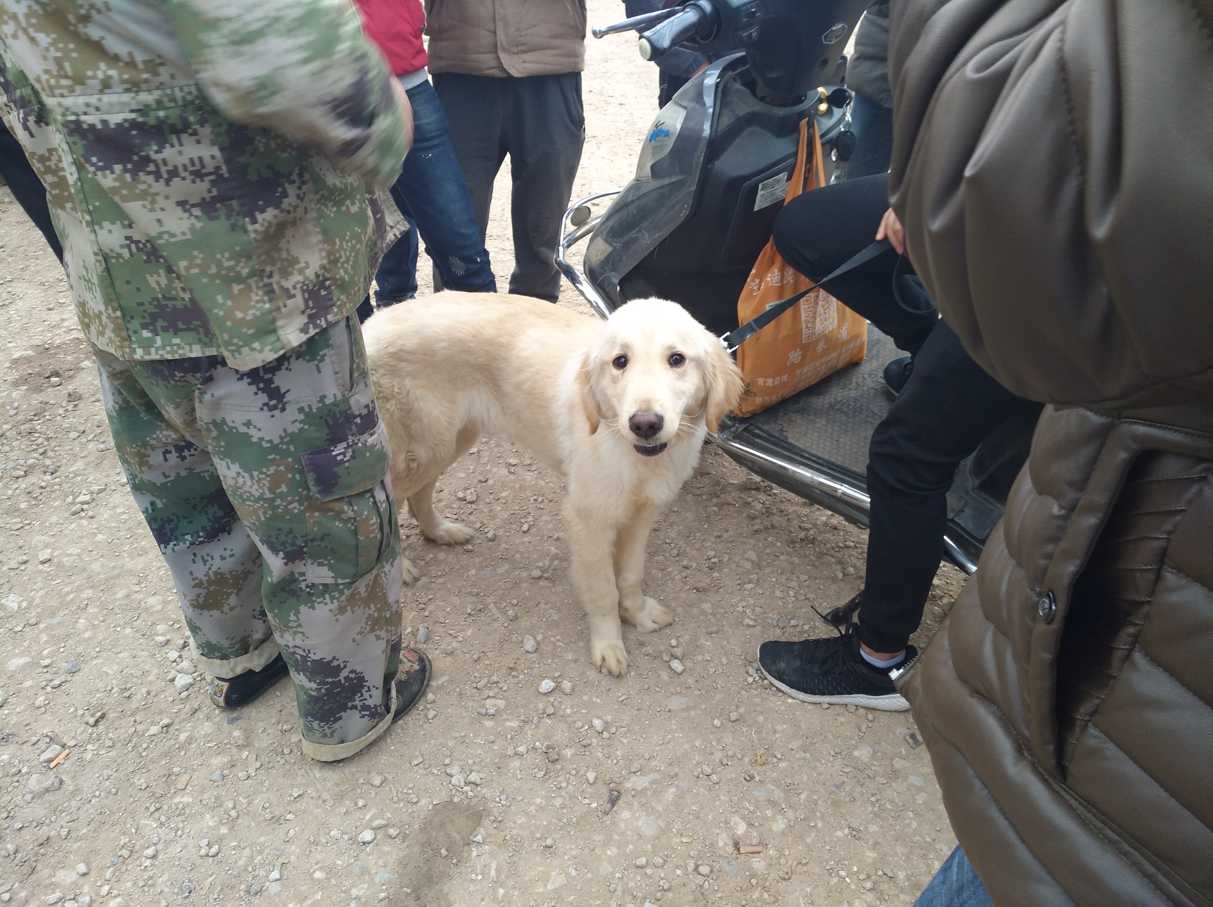 附近金毛出售近期,金毛出售1500元